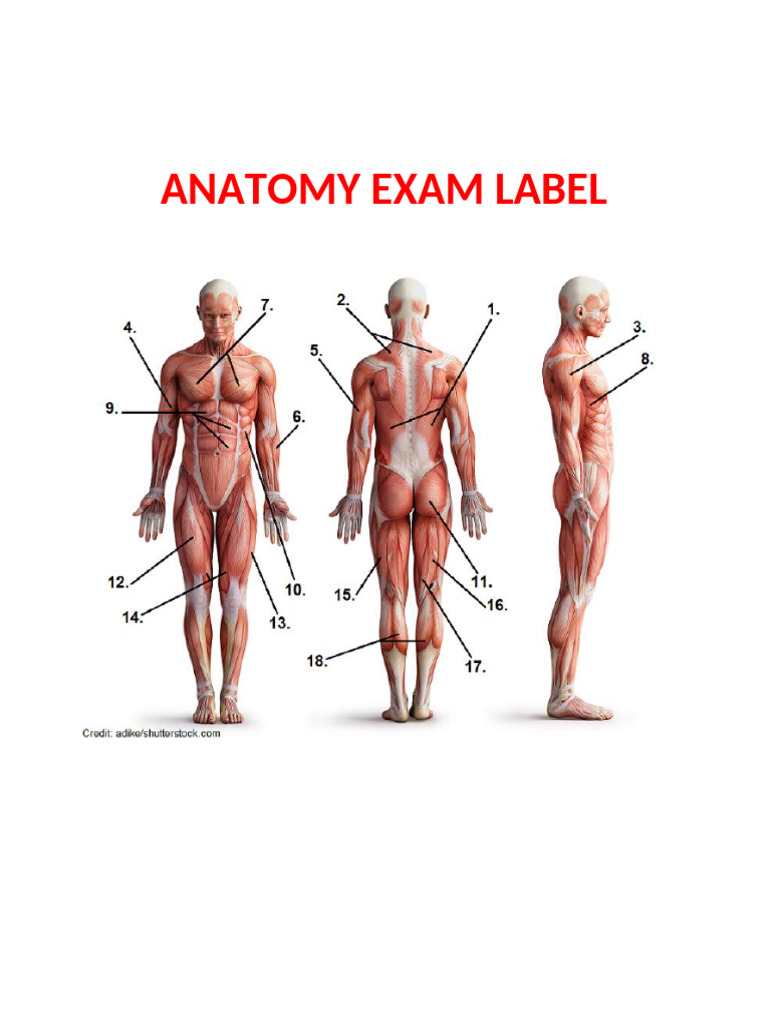 ANATOMY EXAM LABEL PLUS | PDF