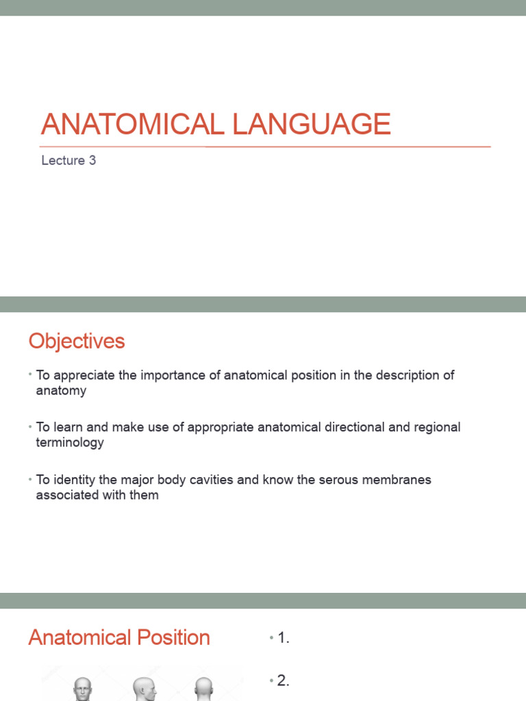 Lecture 3 Anatomical Terminology Student Pdf