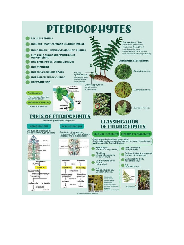 Plant Classification | PDF