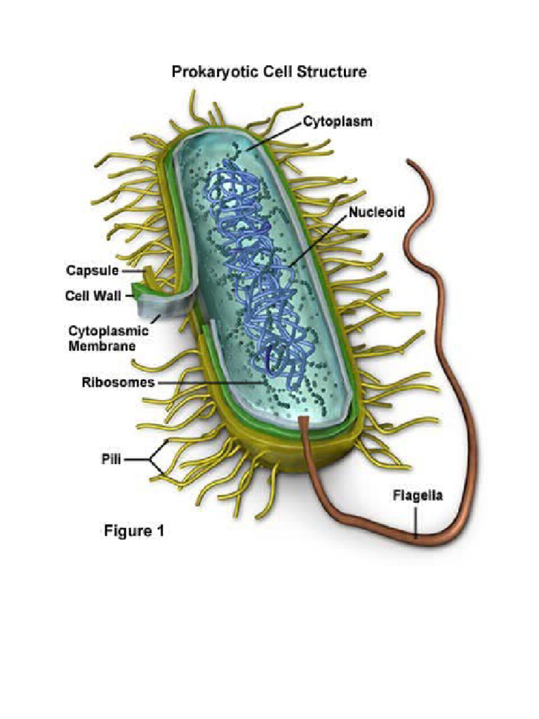 Prokaryotes | PDF