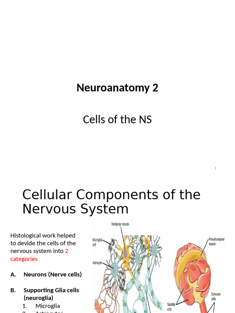 Neuron | PDF