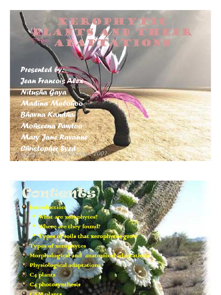 Xerophytic Plants and Their Adaptations Photosynthesis Pyruvic Acid