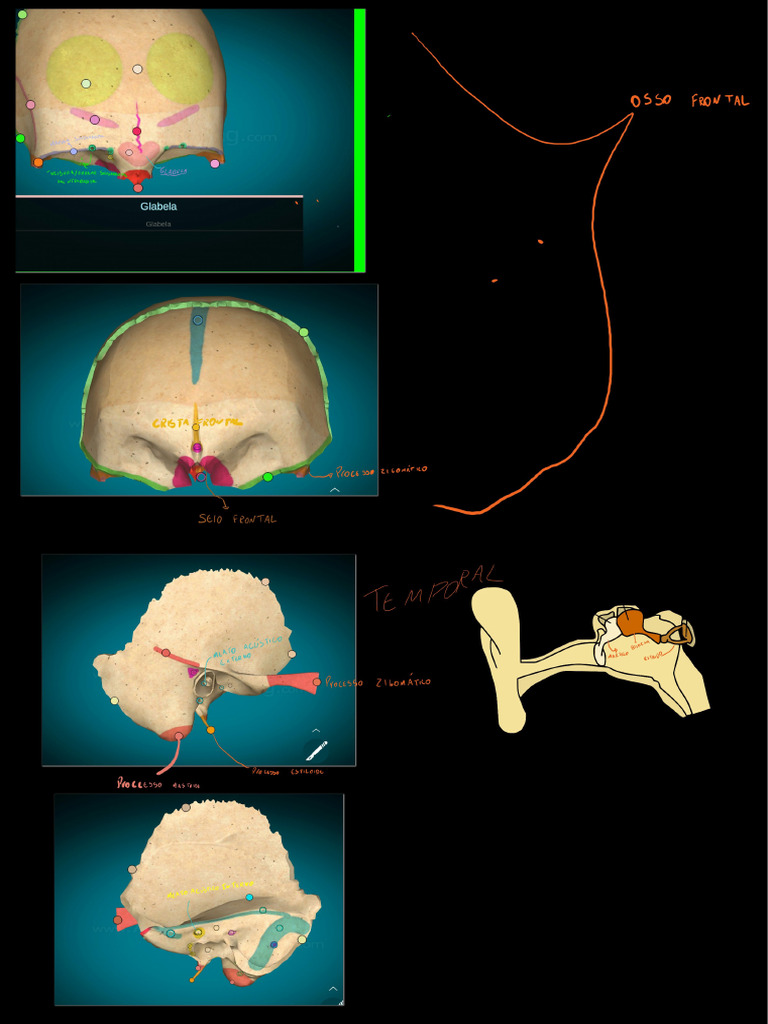 Ossos Do Crânio Pdf Pdf