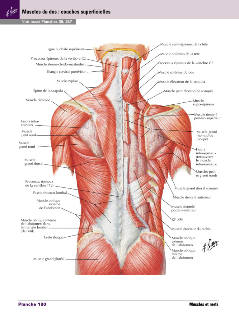 Muscles Du Dos Couches Superficielles | PDF