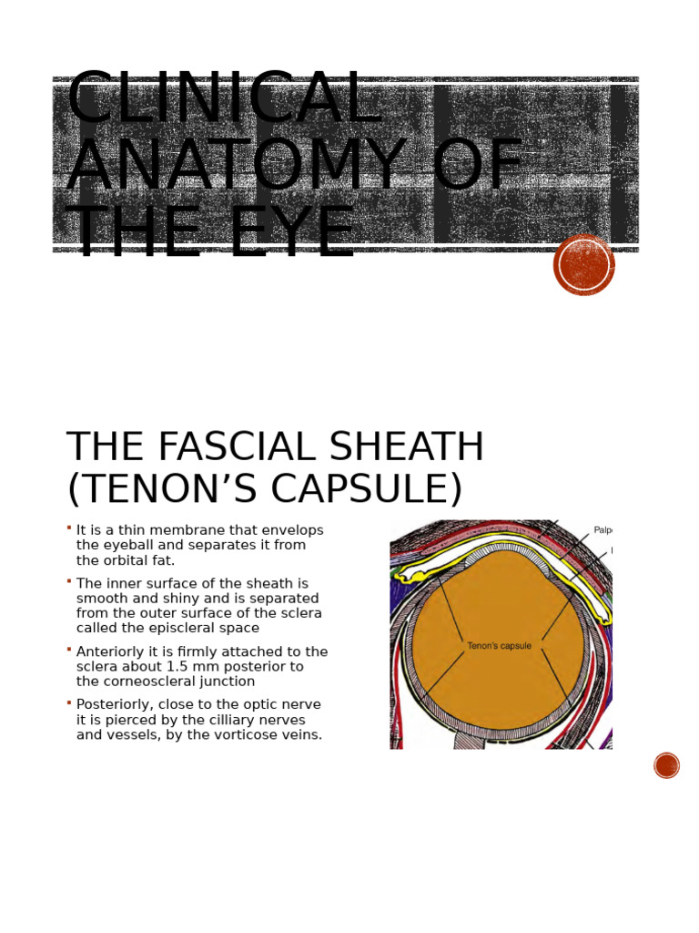 Anatomy Eng | PDF