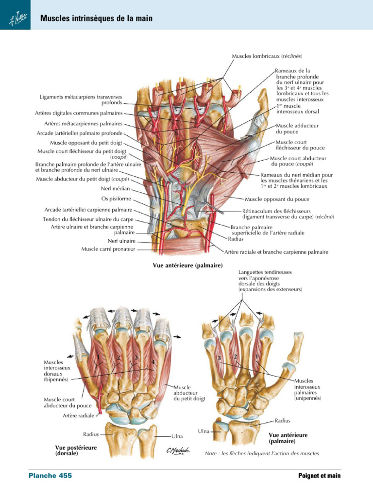 Muscles Intrinsèques de La Main | PDF