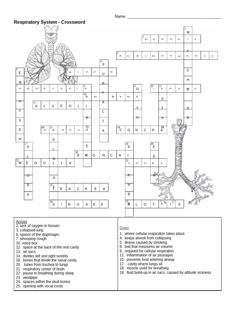 Copy of Respiratory Crossword PDF