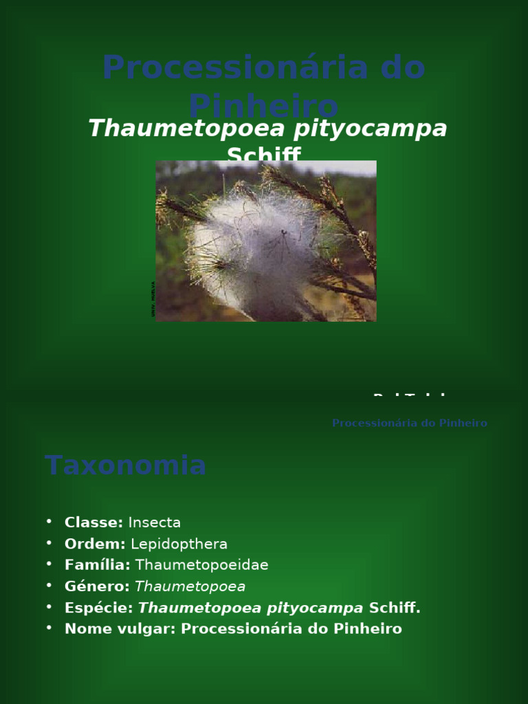 processionaria-pdf
