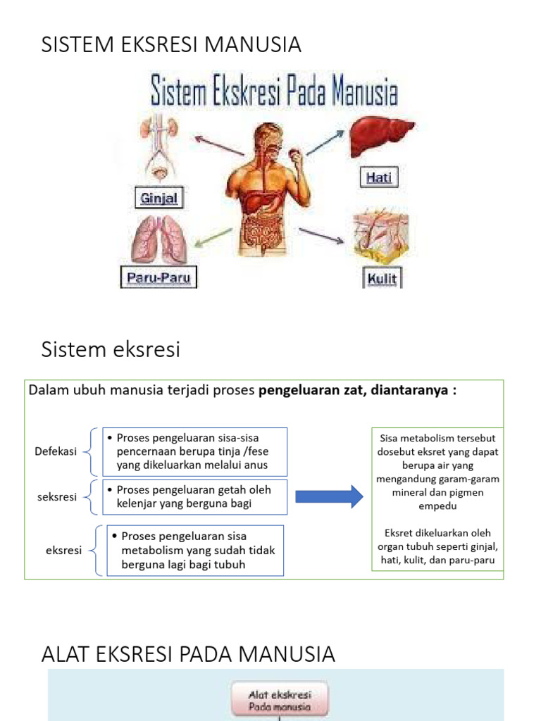 Sistem Eksresi Manusia | PDF