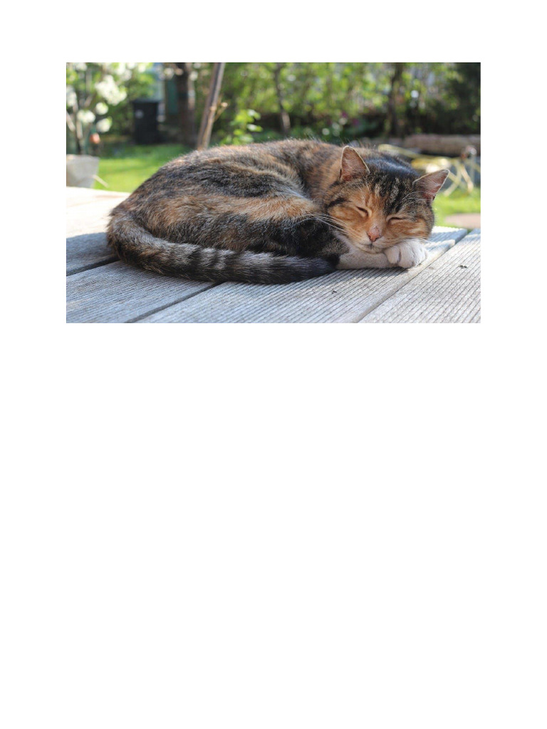 Kucing 4 | PDF