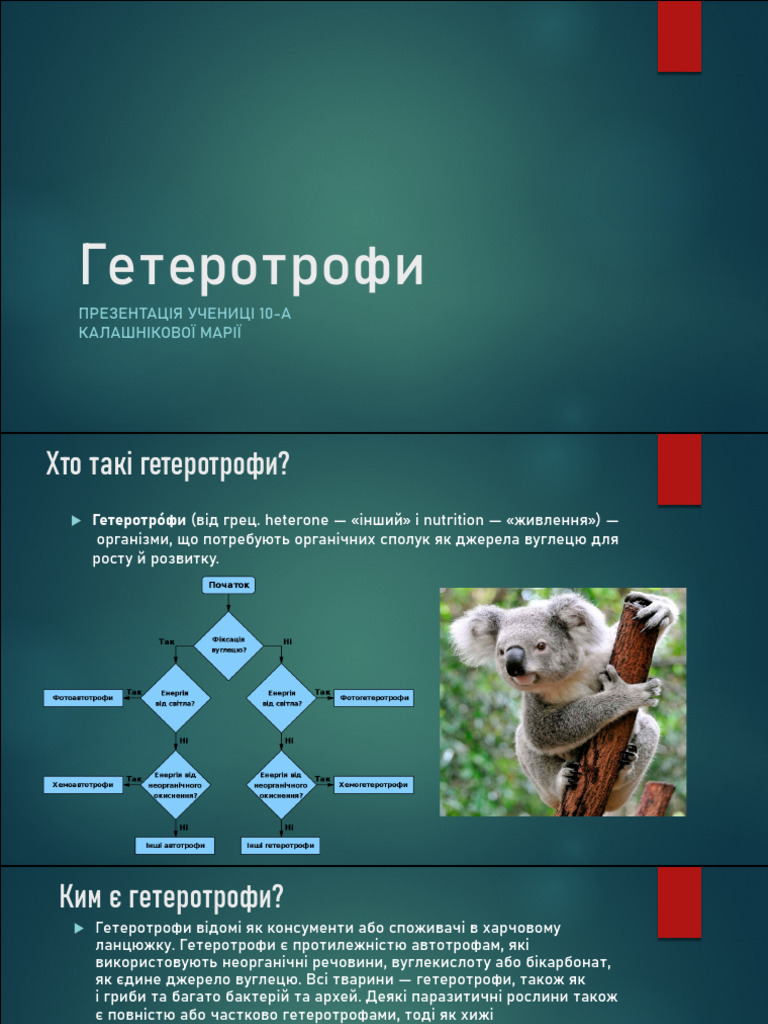 Гетеротрофи | PDF