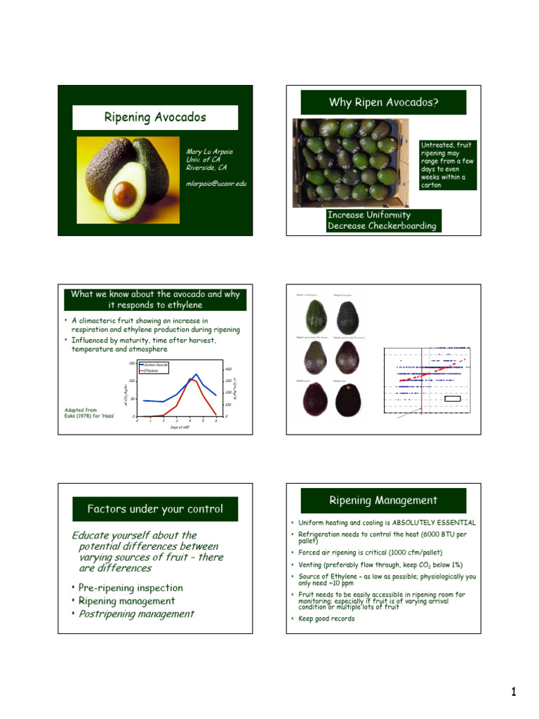 Ripening Information | PDF