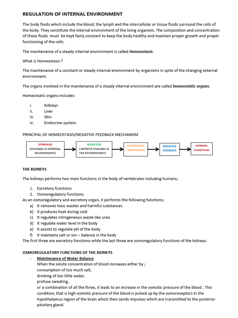 Homeostasis in Internal Environment Regulation | PDF | Liver | Wellness
