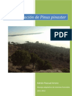 Adrián Pascual. Regeneración Natural de Pinus Pinaster Ait