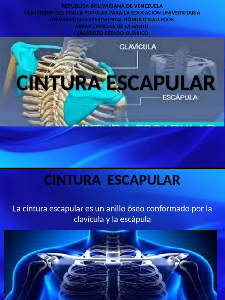 Cintura escapular isa pdf