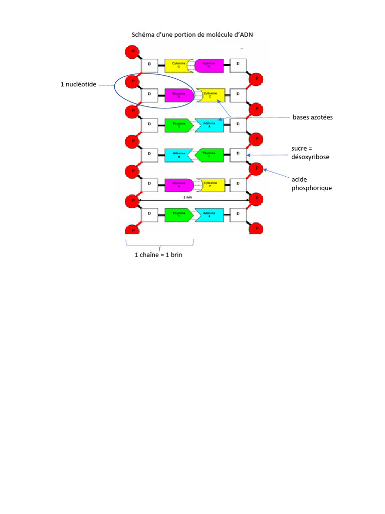 Schéma ADN | PDF