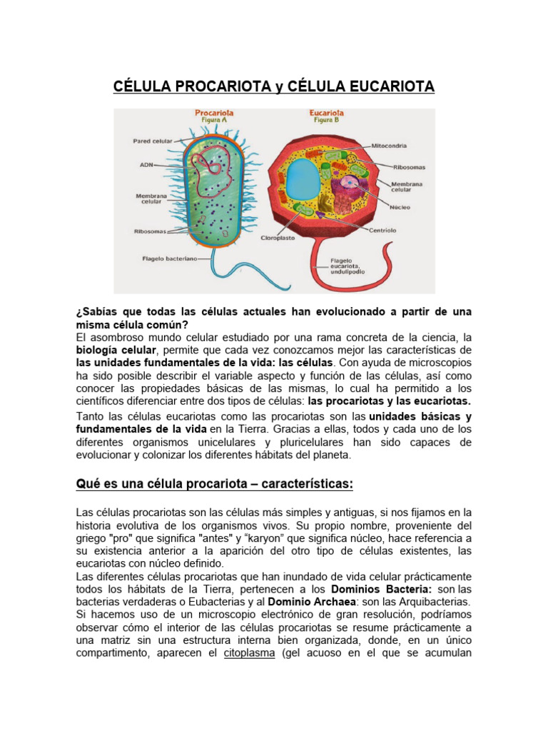 Celulas Procariotas y Eucariotas 10 de Julio | PDF