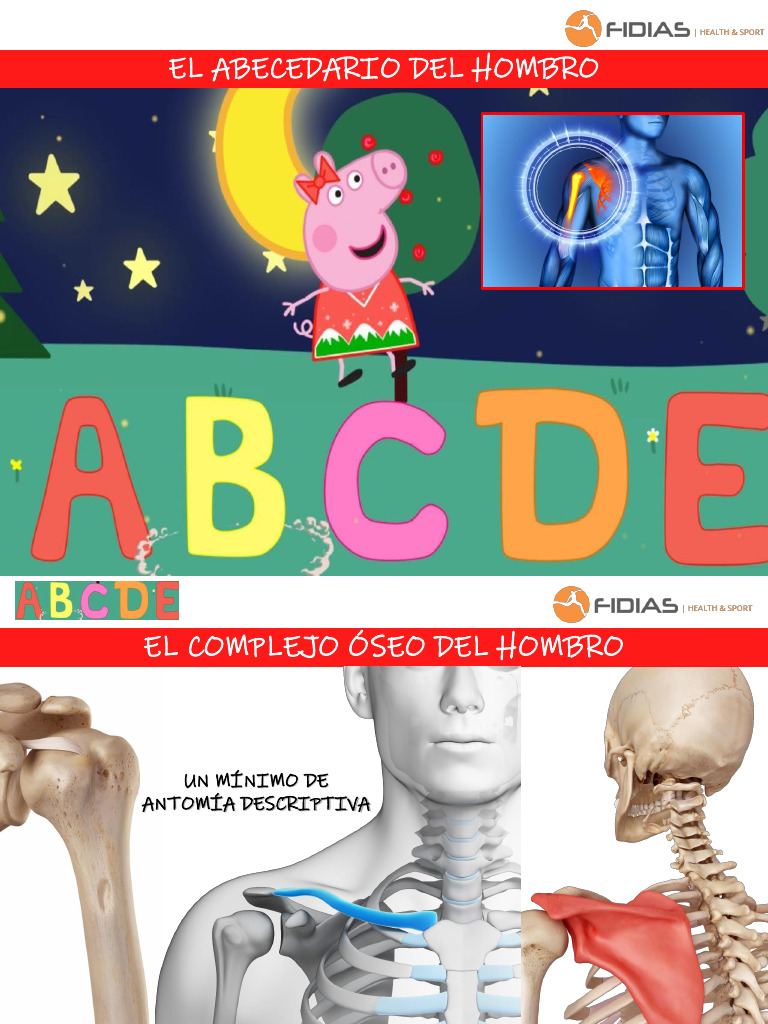ABC Hombro | PDF | Joints | Musculoskeletal System