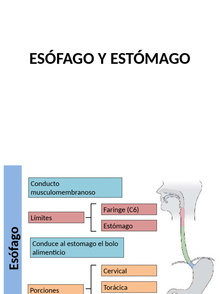 Anatomia de Esófago y Estómago | PDF