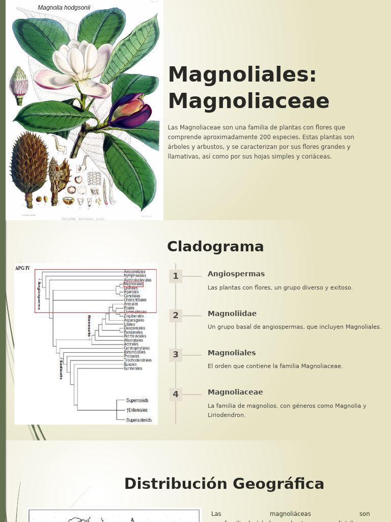 Magnoliales Magnoliaceae | PDF