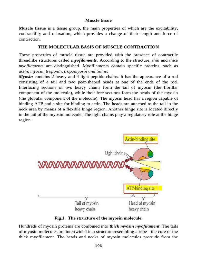 08 Muscle Tissue | PDF