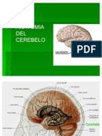 3anatomia Del Cerebelo