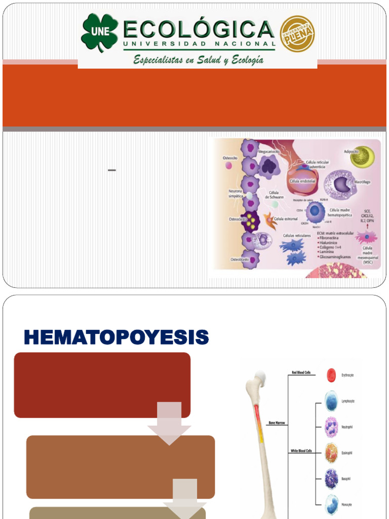 hematopoyesis-pdf