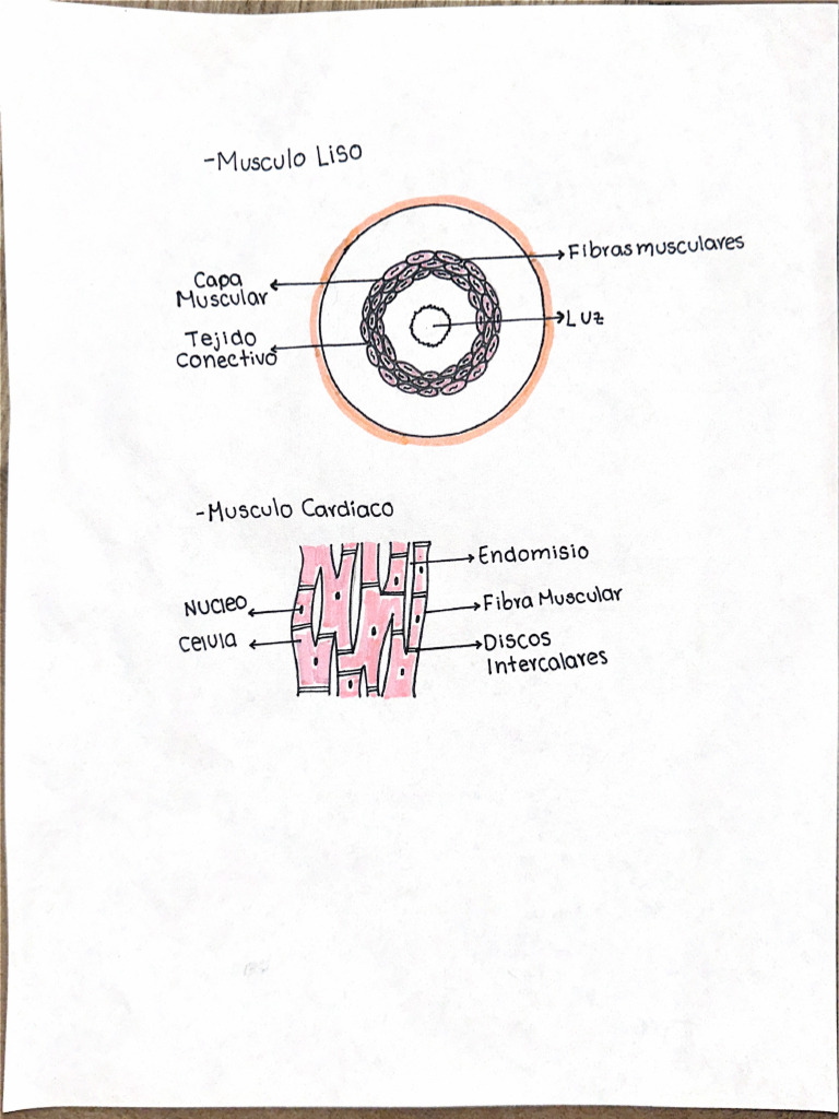 Neuroanatomia Taller Pdf
