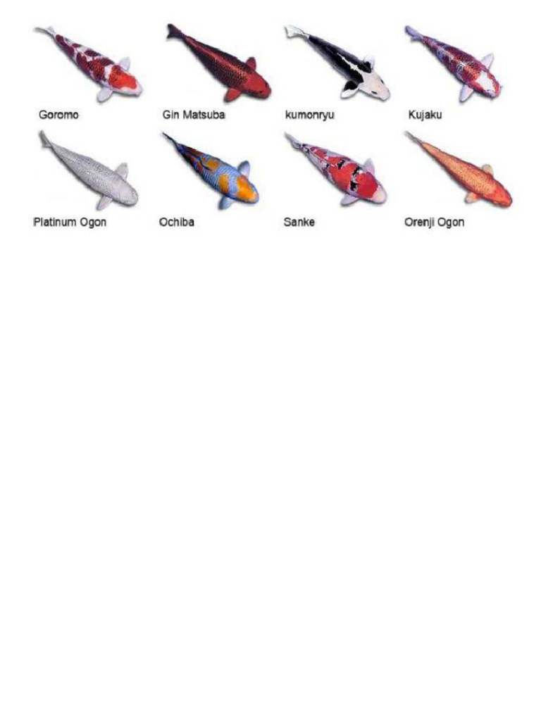 Jenis - Jenis Ikan Koi | PDF | Griya & Taman | Seni