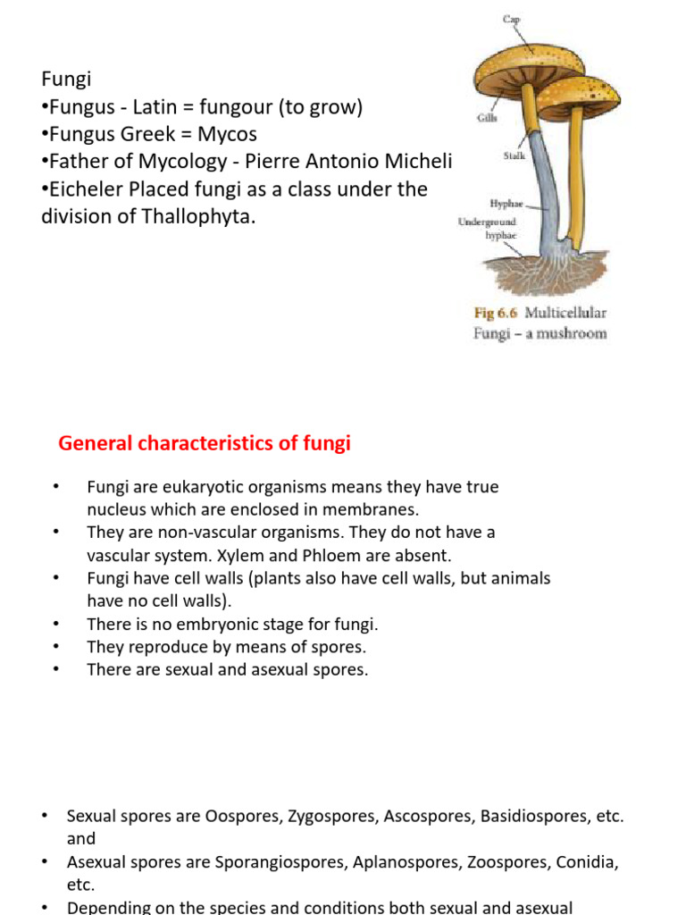 General Charectristics of Fungi | PDF
