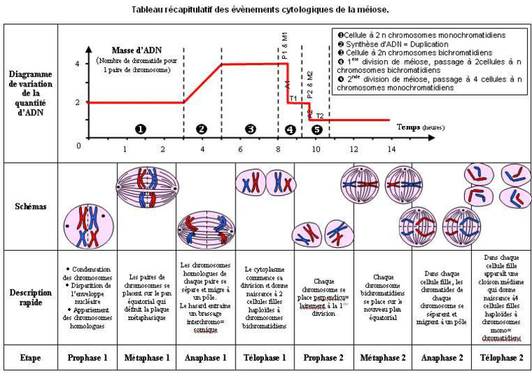 Schéma Bilan Méiose | PDF