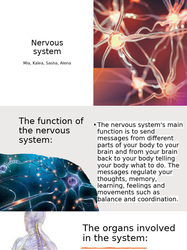 Overview of the Nervous System Functions | PDF