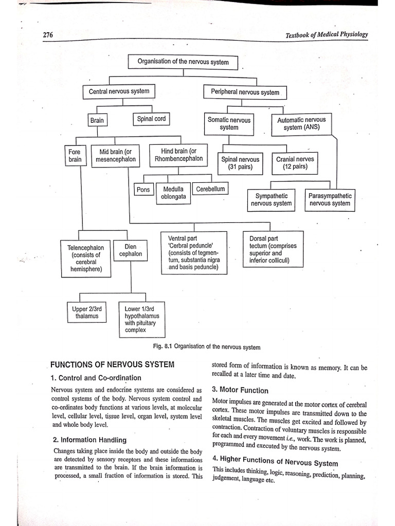 Nervous System | PDF