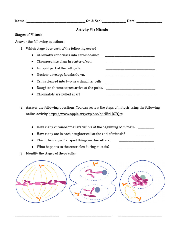 Cell Division Worksheet | PDF