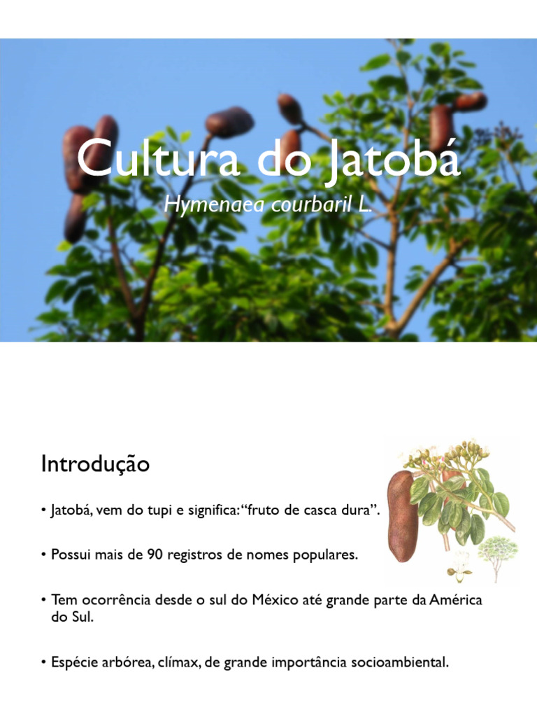Cultura Do Jatobá | PDF