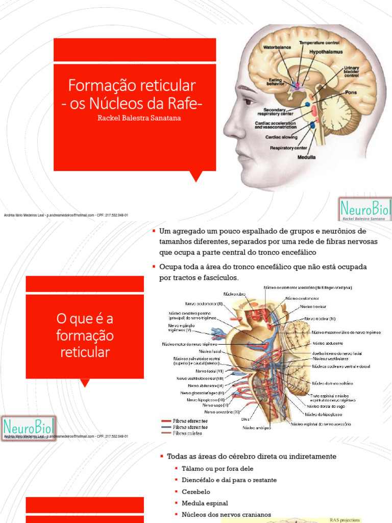 Formação Reticular | PDF