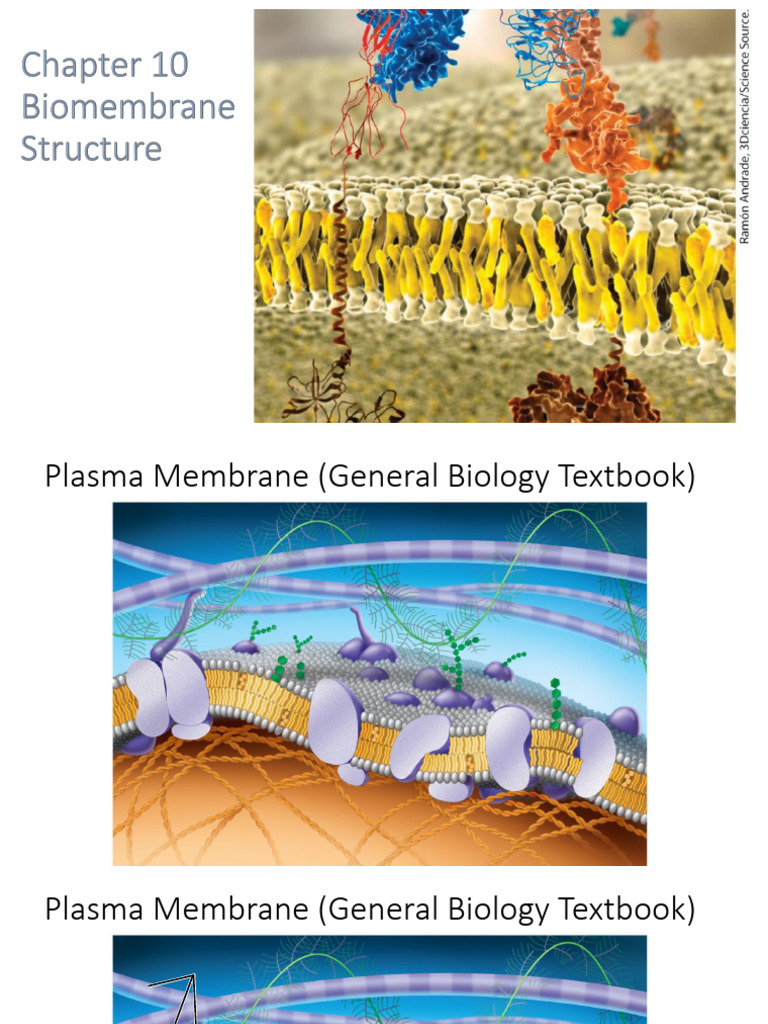 Cap 10 Lipids Biocel | PDF | Cell Membrane | Biological Membrane