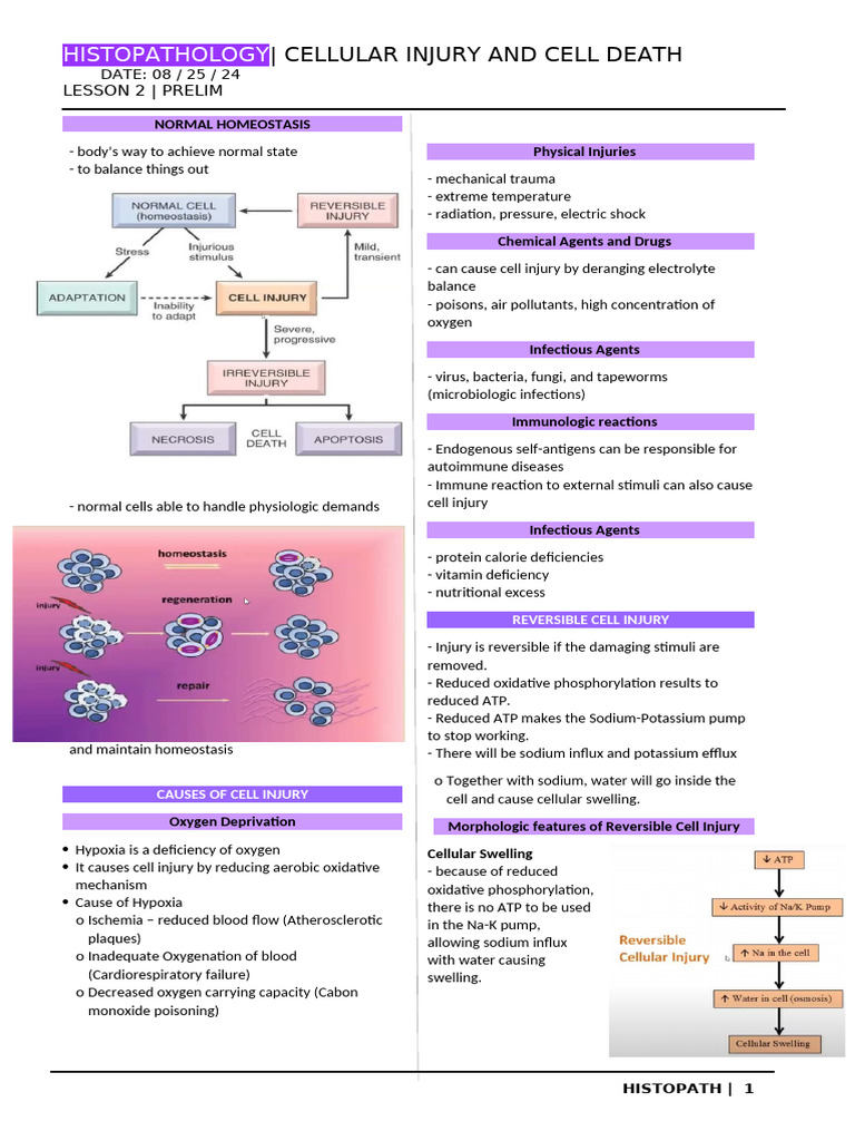 Cellular Injury and Death Mechanisms | PDF | Necrosis | Apoptosis