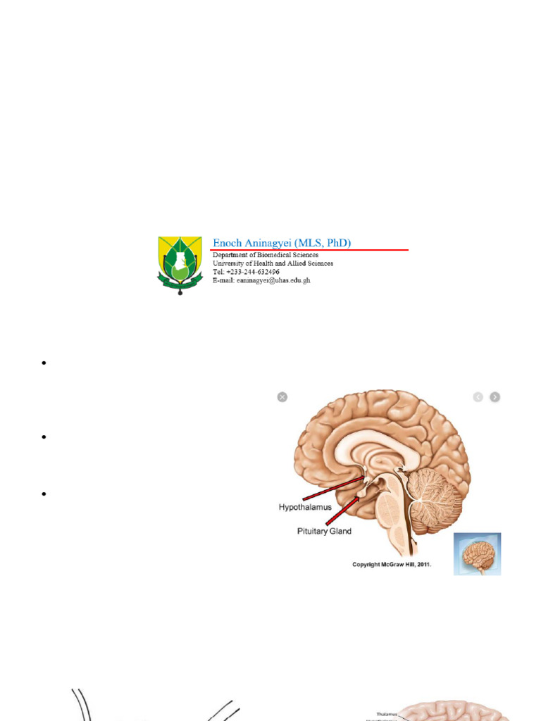 Lecture 7 Hp Axis And Thyroid Hormones Pdf