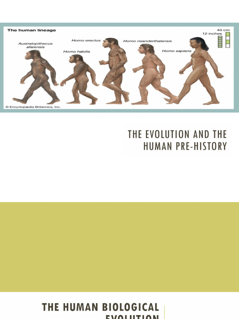 Group 2 The Evolution and The Human Pre History | PDF