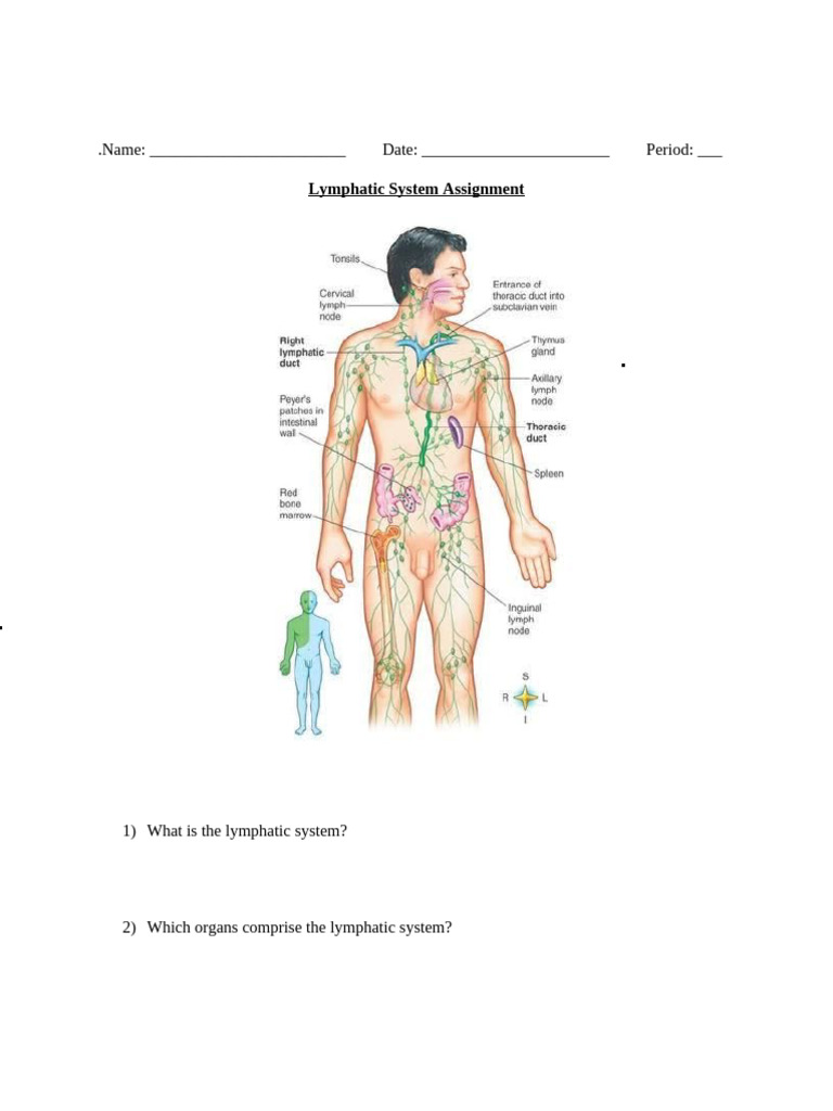 17.6lymphatic System Assignment | PDF