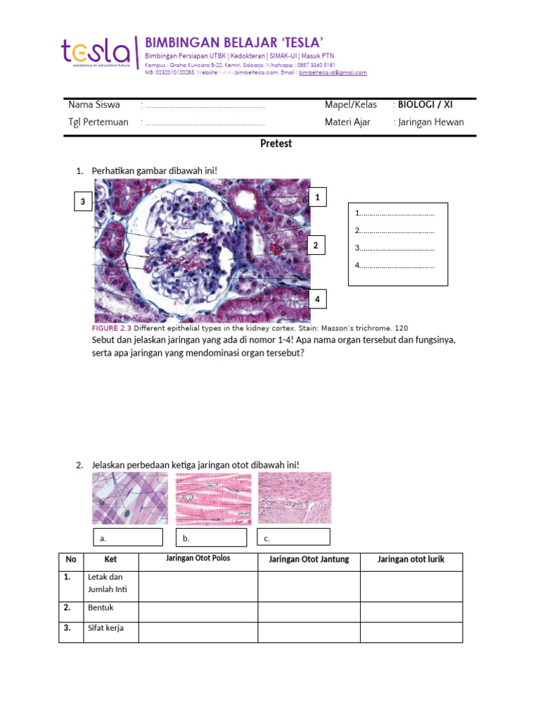Animal Tissue | PDF