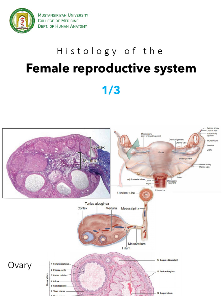 Female Reproductive System PPT-1 | PDF | Menstrual Cycle | Science ...