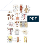 Anatomia Trabajo