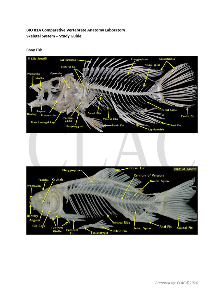 Skeletal Study Guide Pdf