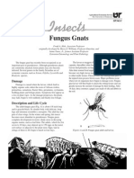 Fungus Gnats (SP341-C)