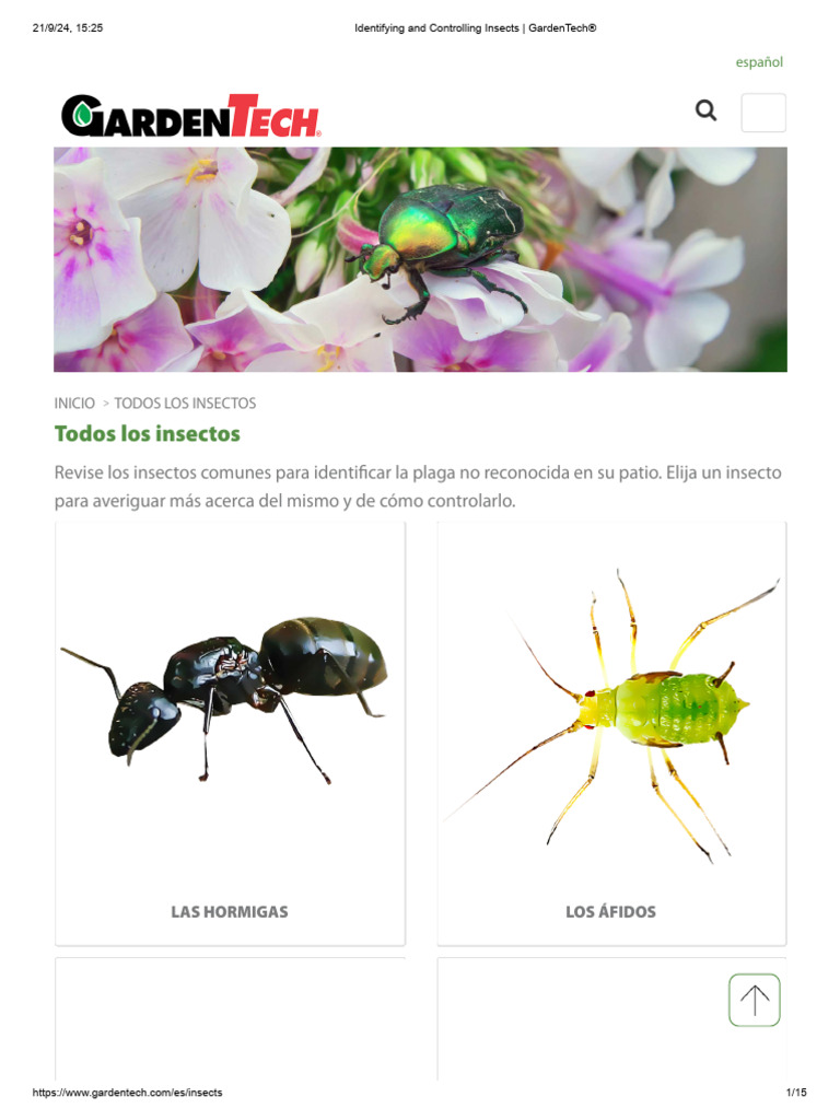 INSECTOS CLASES | PDF