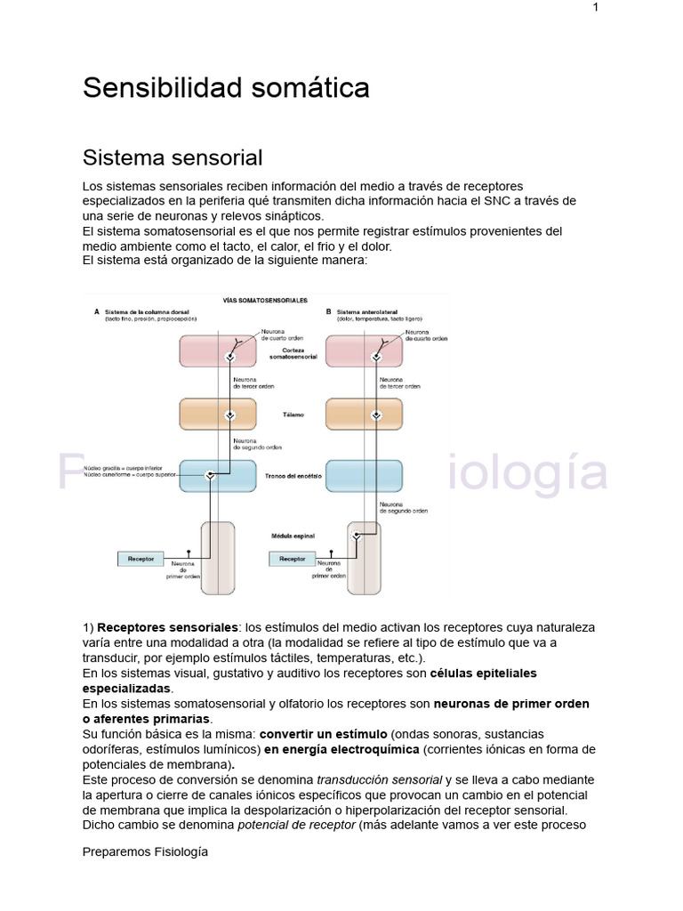 Sensibilidad Somatica - Preparemos Fisiología | PDF