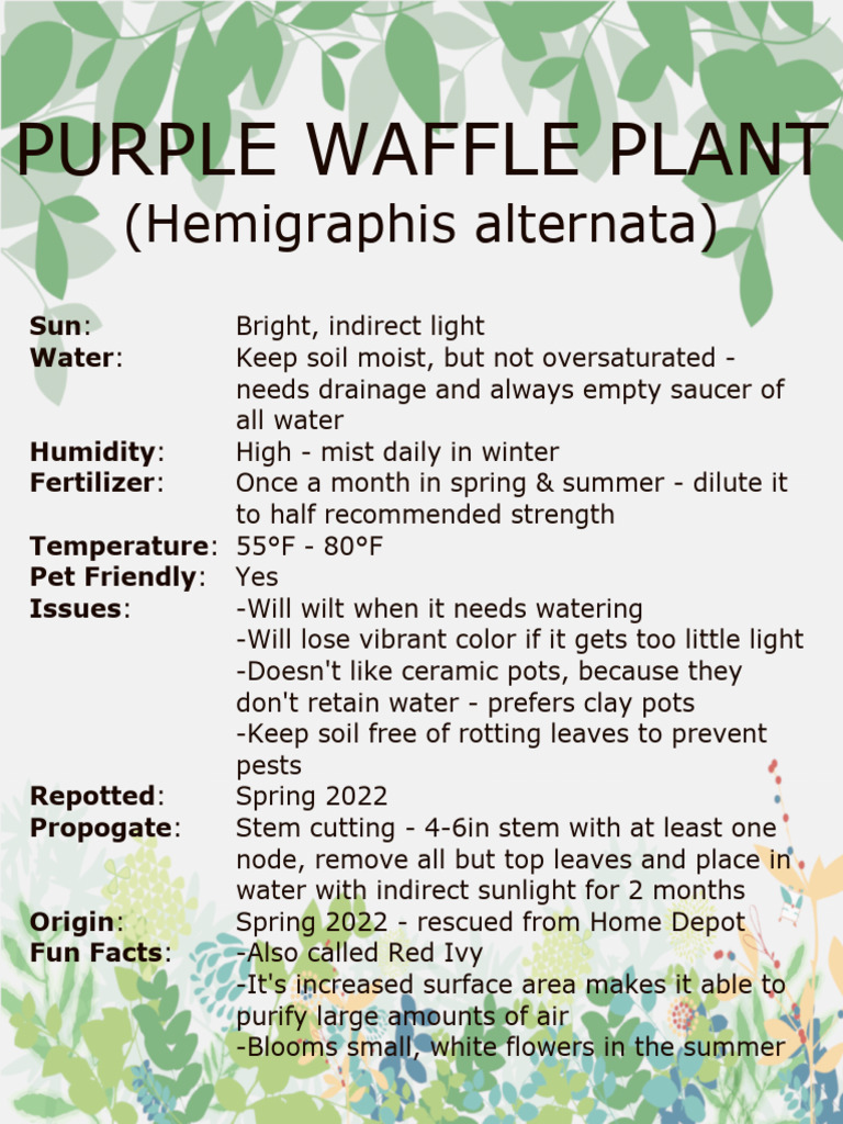 Purple Waffle Plant Pdf