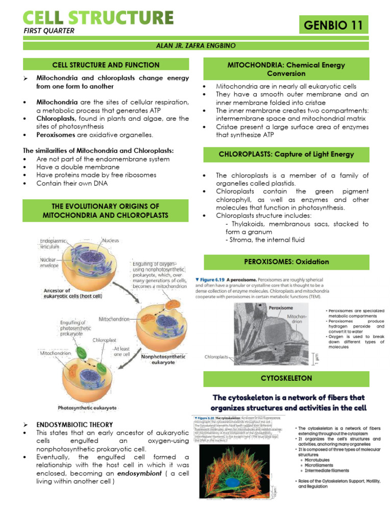 Mitochondria, Chloroplasts, and Cell Structure | PDF | Chloroplast ...